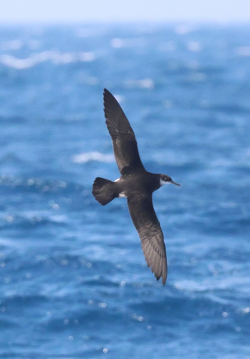 Manx Shearwater - ML645462445
