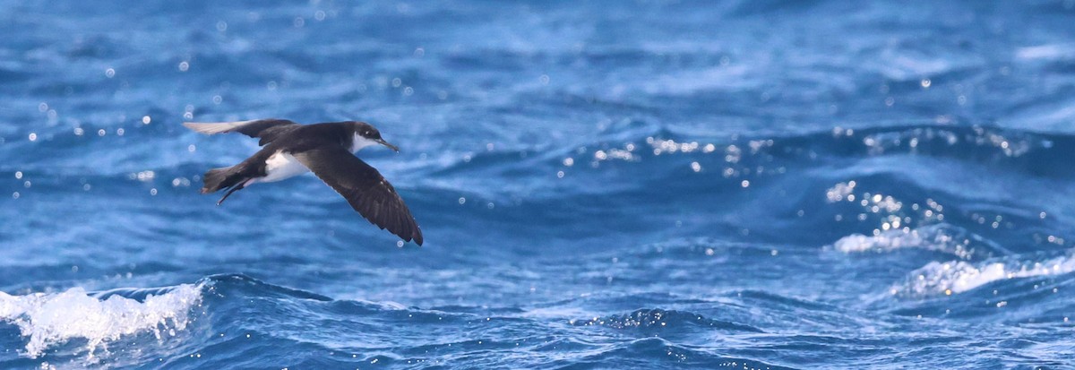 Manx Shearwater - ML645462446
