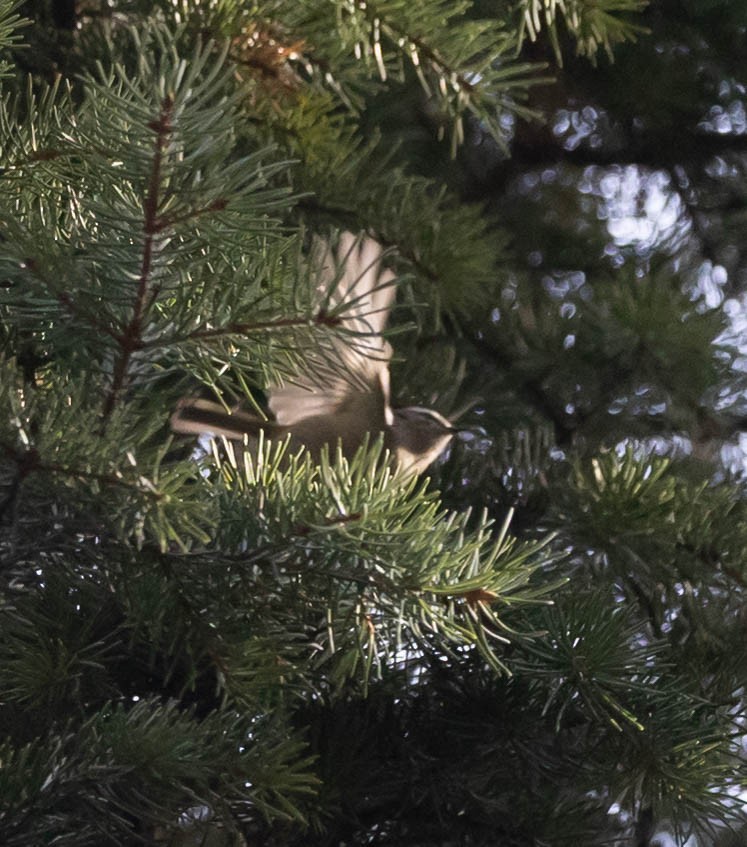 Golden-crowned Kinglet - ML645462447