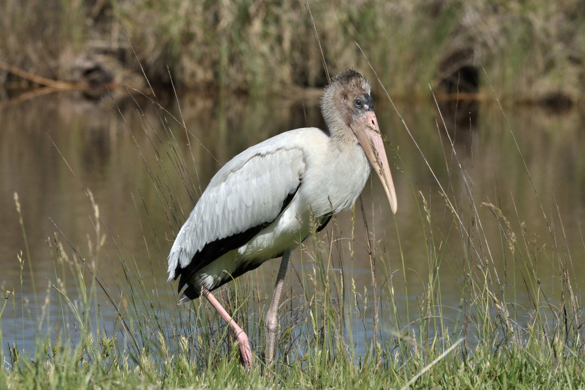 Wood Stork - ML645462450