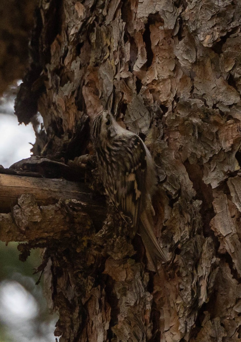 Brown Creeper - ML645462452