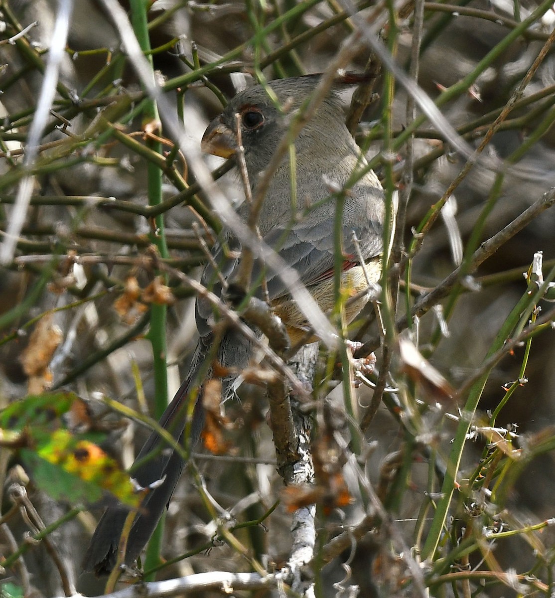 Pyrrhuloxia - ML645462456