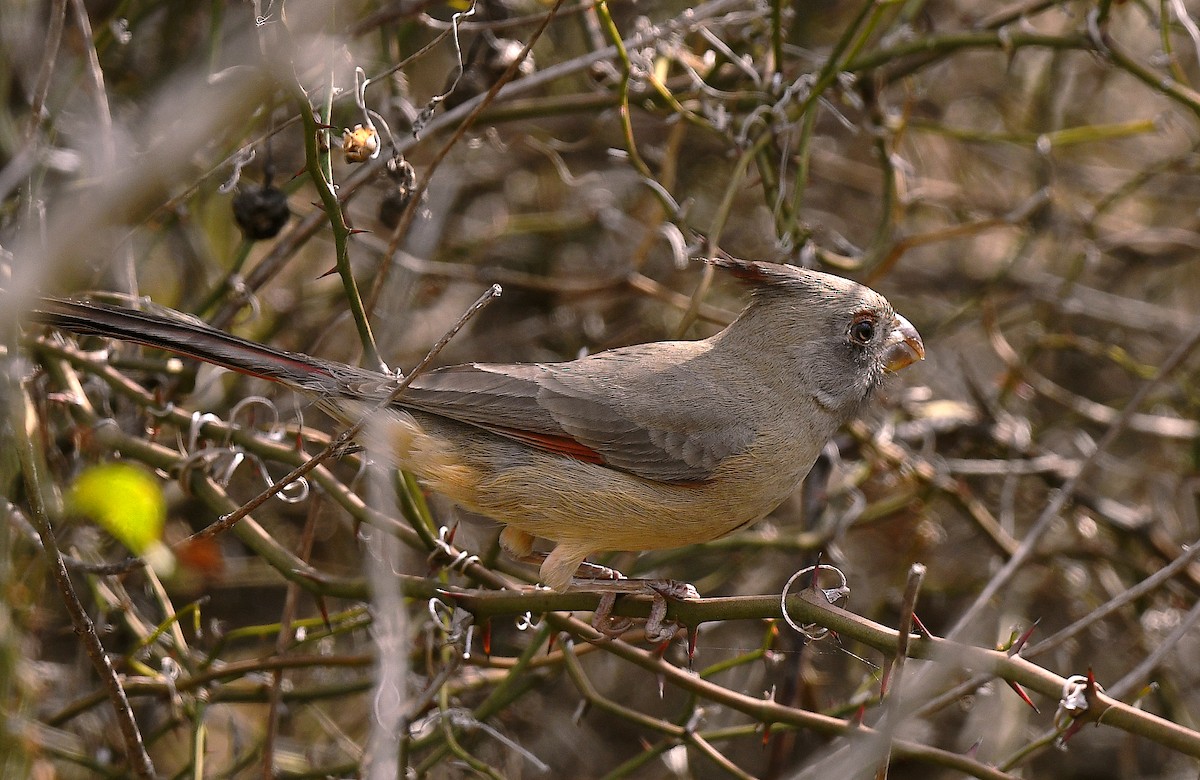 Pyrrhuloxia - ML645462457