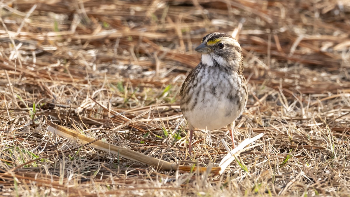 White-throated Sparrow - ML645462459