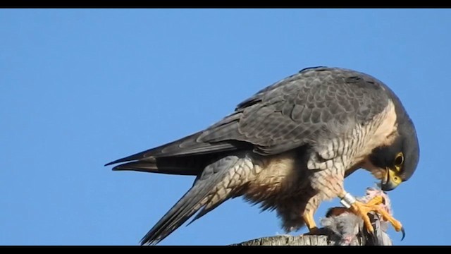 Сапсан - ML645462463