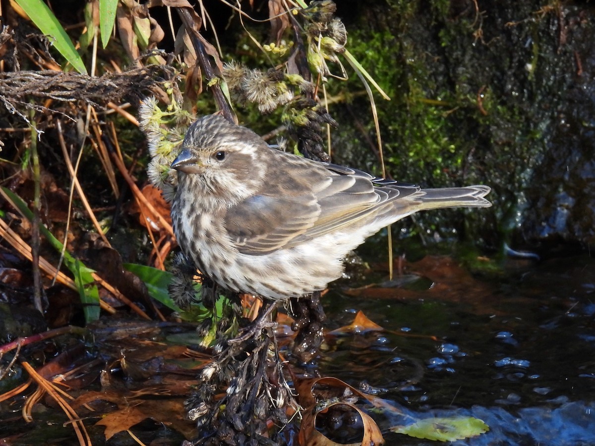 hýl nachový - ML645462479