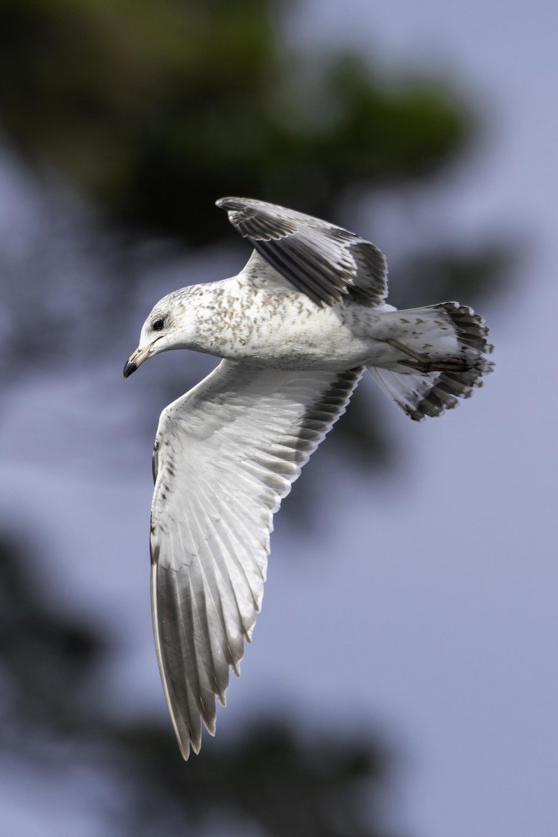 Ring-billed Gull - ML645462481