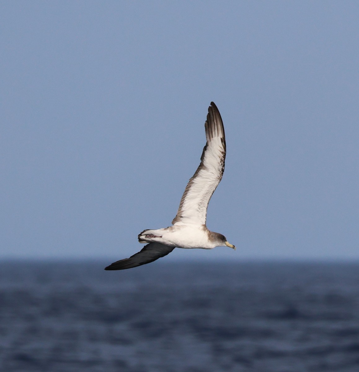 Буревісник бореальний/середземноморський - ML645462482