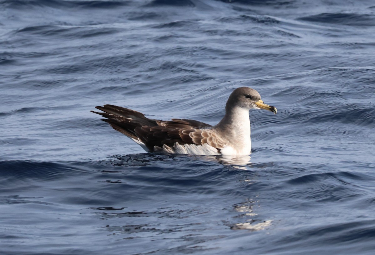 Буревісник бореальний/середземноморський - ML645462483