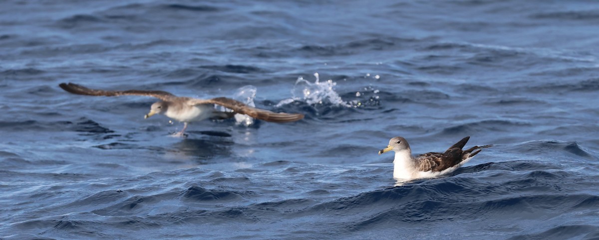 Буревісник бореальний/середземноморський - ML645462484