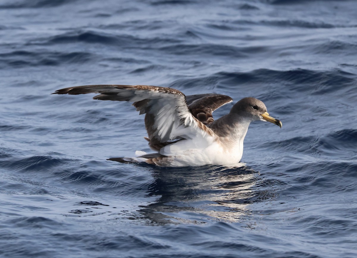 Буревісник бореальний/середземноморський - ML645462485