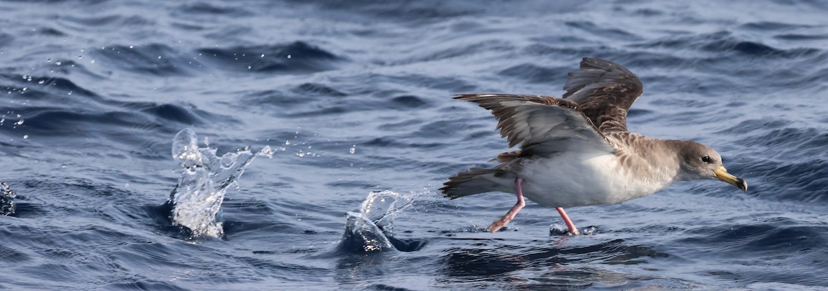Буревісник бореальний/середземноморський - ML645462486