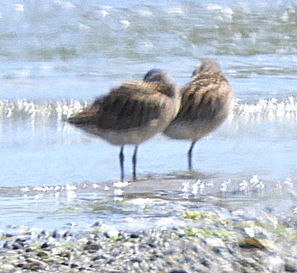 Short-billed Dowitcher - ML645462504