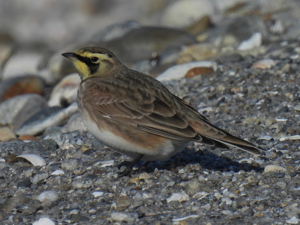 Horned Lark - ML645462505