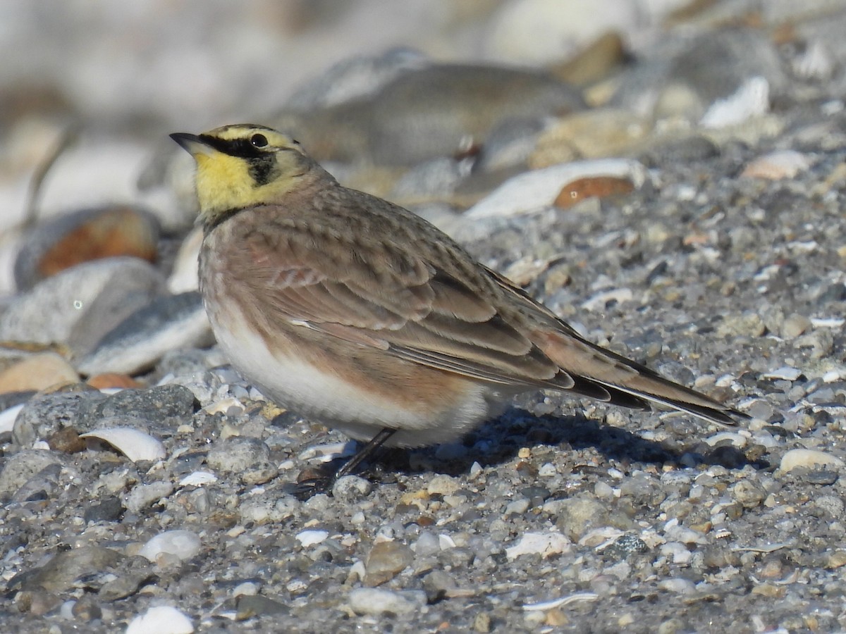 Horned Lark - ML645462506