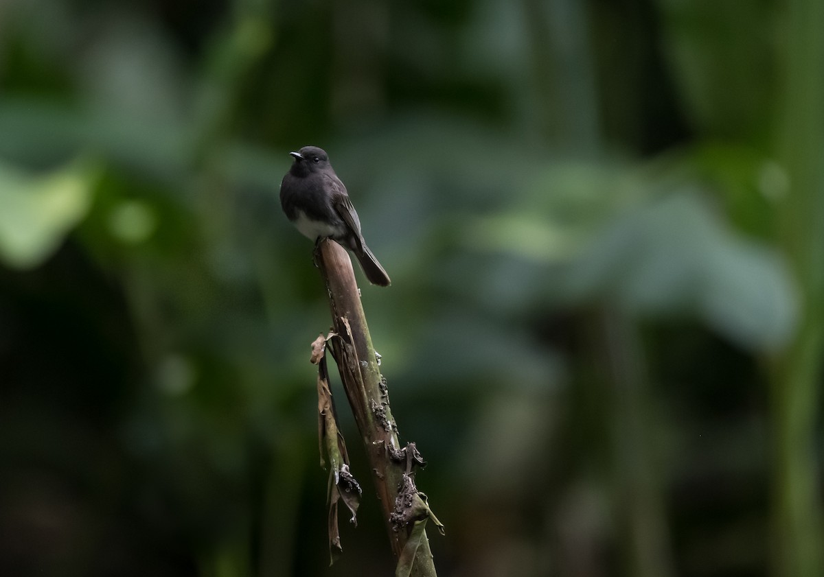 Black Phoebe - ML645462543