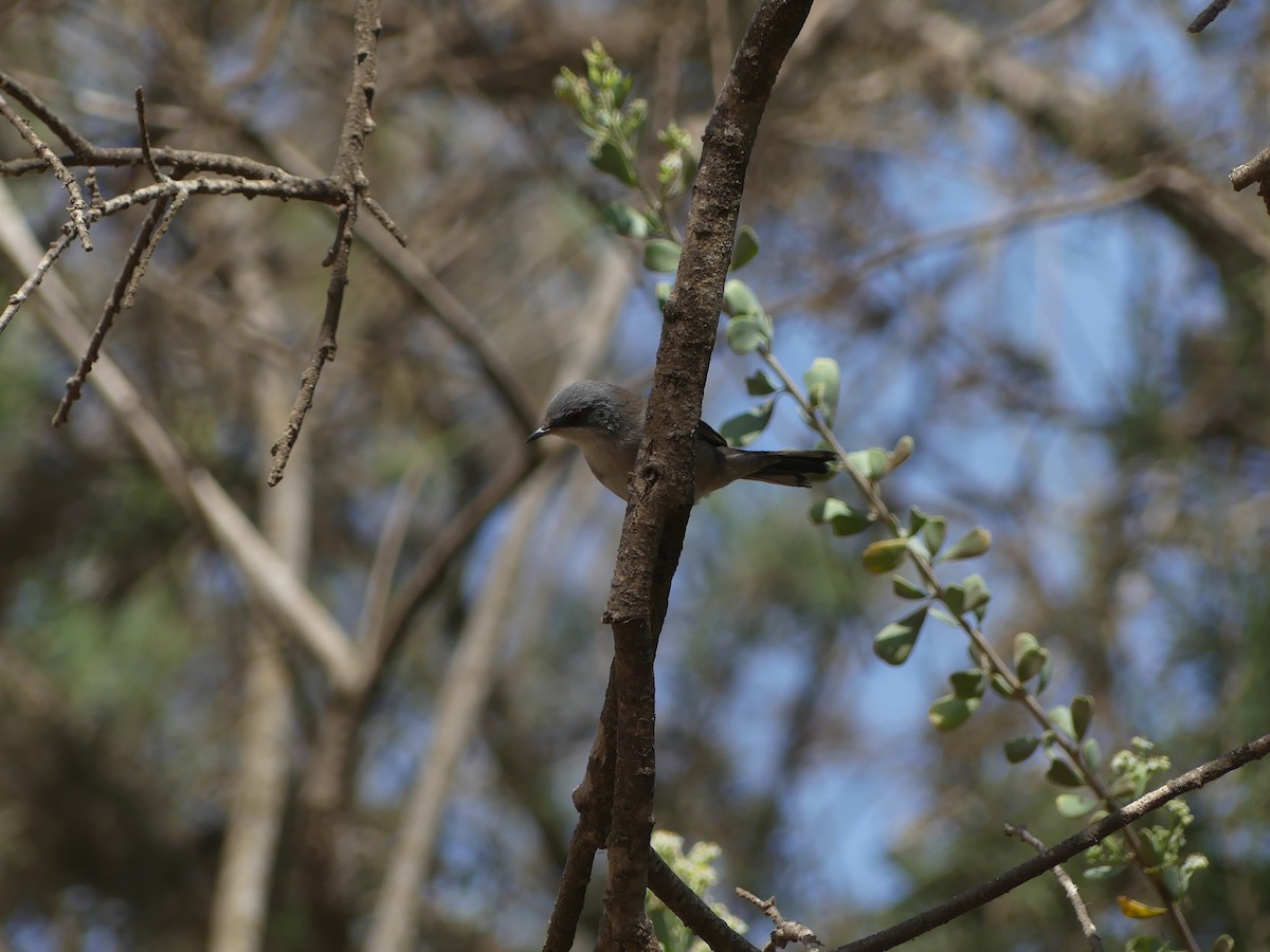 Txinbo burubeltza - ML645462547