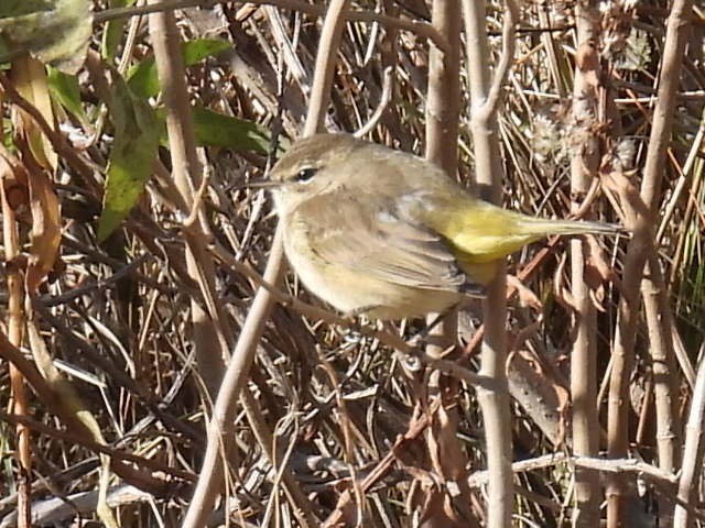 Пальмовая древесница (palmarum) - ML645462553