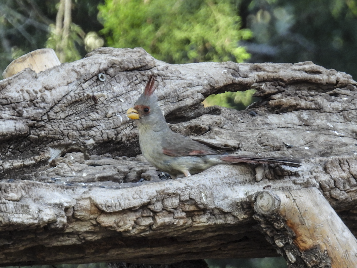 Pyrrhuloxia - ML645462556