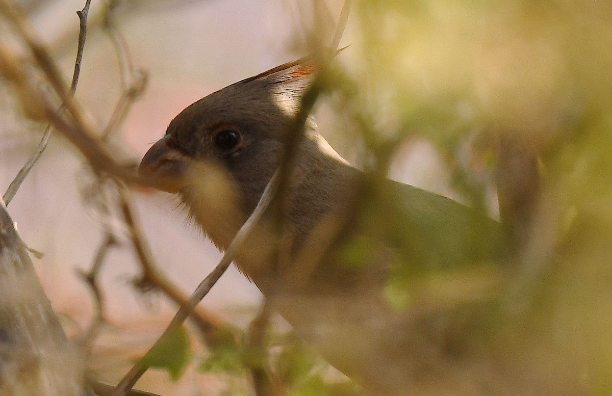 Pyrrhuloxia - ML645462562