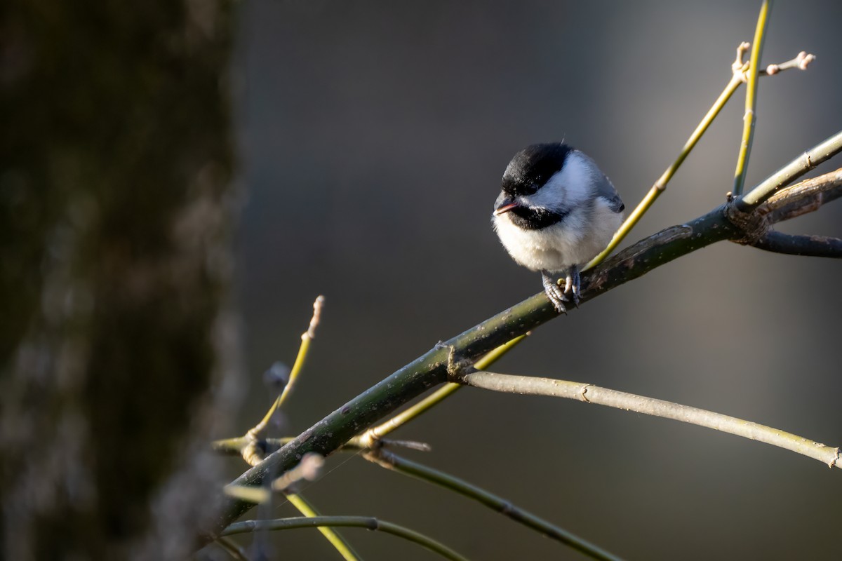 Каролинская гаичка - ML645462564