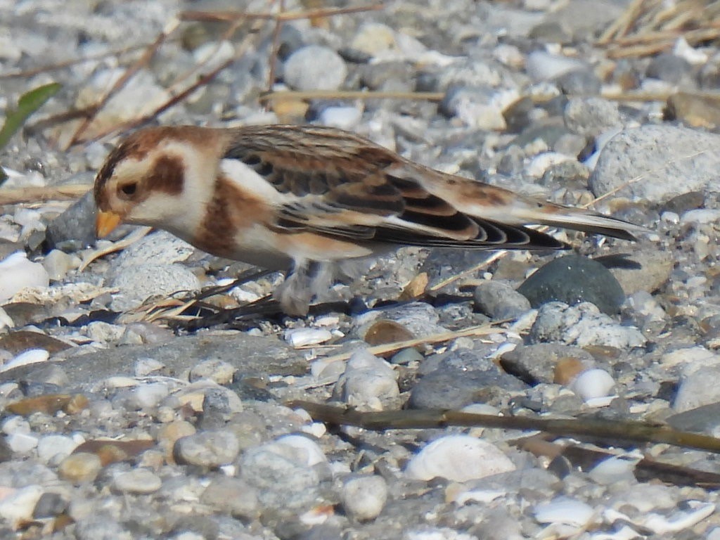 Snow Bunting - ML645462567