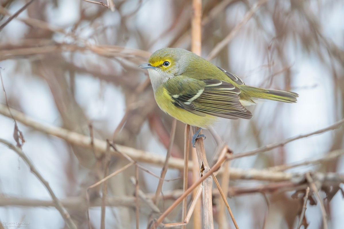 White-eyed Vireo - ML645462571