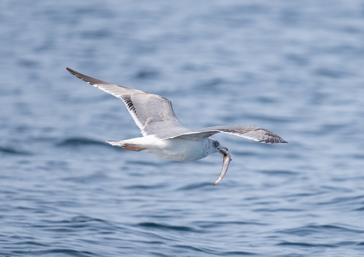 Yellow-legged Gull - ML645462573