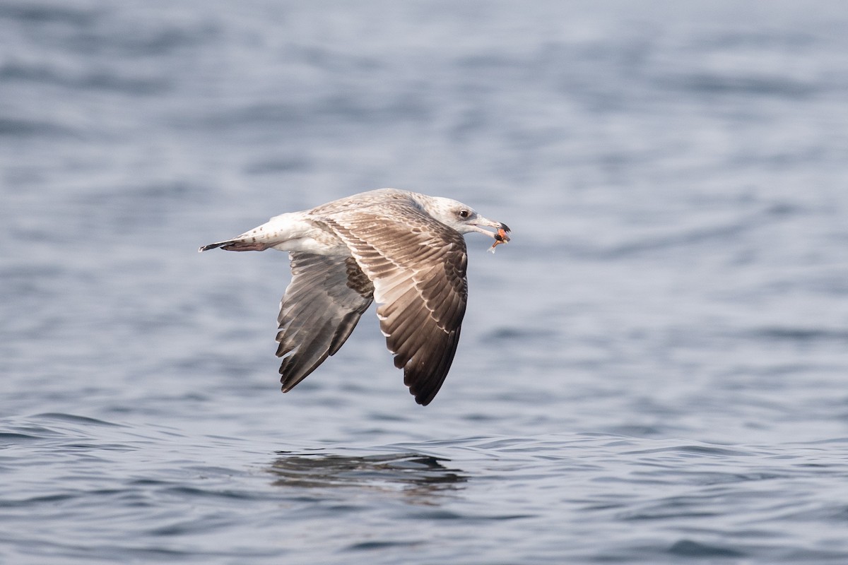 Yellow-legged Gull - ML645462574