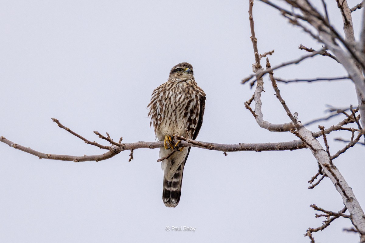 Merlin - ML645462580