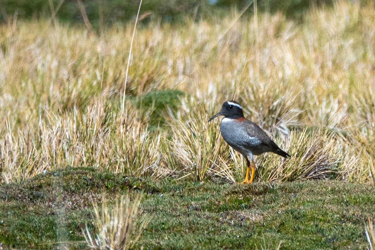 štěrkovníček andský - ML645462595