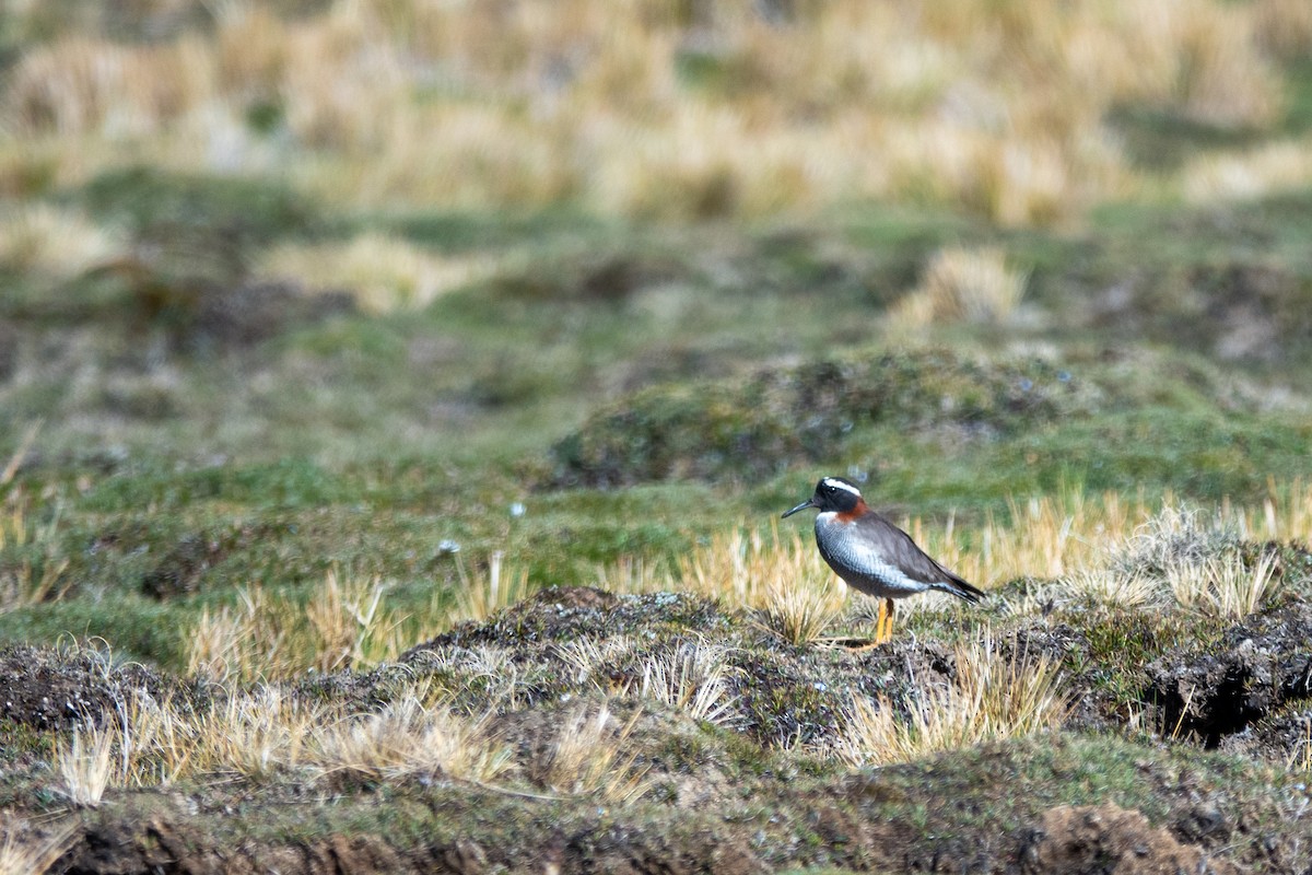 štěrkovníček andský - ML645462596