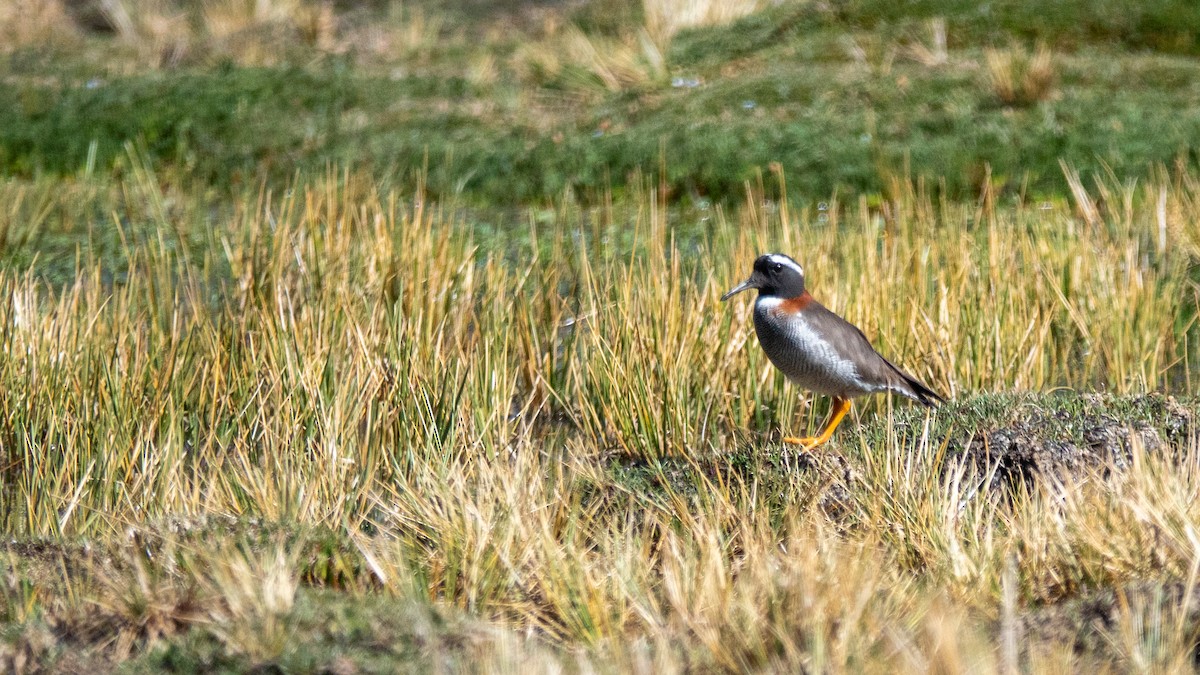 štěrkovníček andský - ML645462597