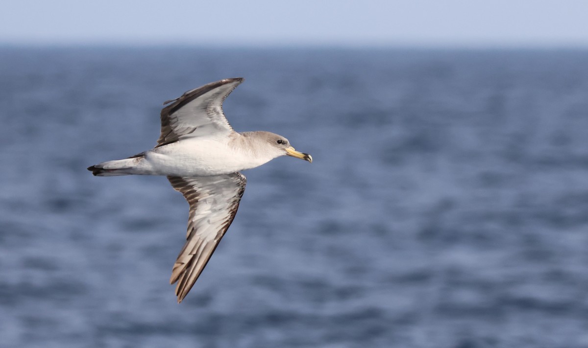 Scopoli's Shearwater - ML645462603