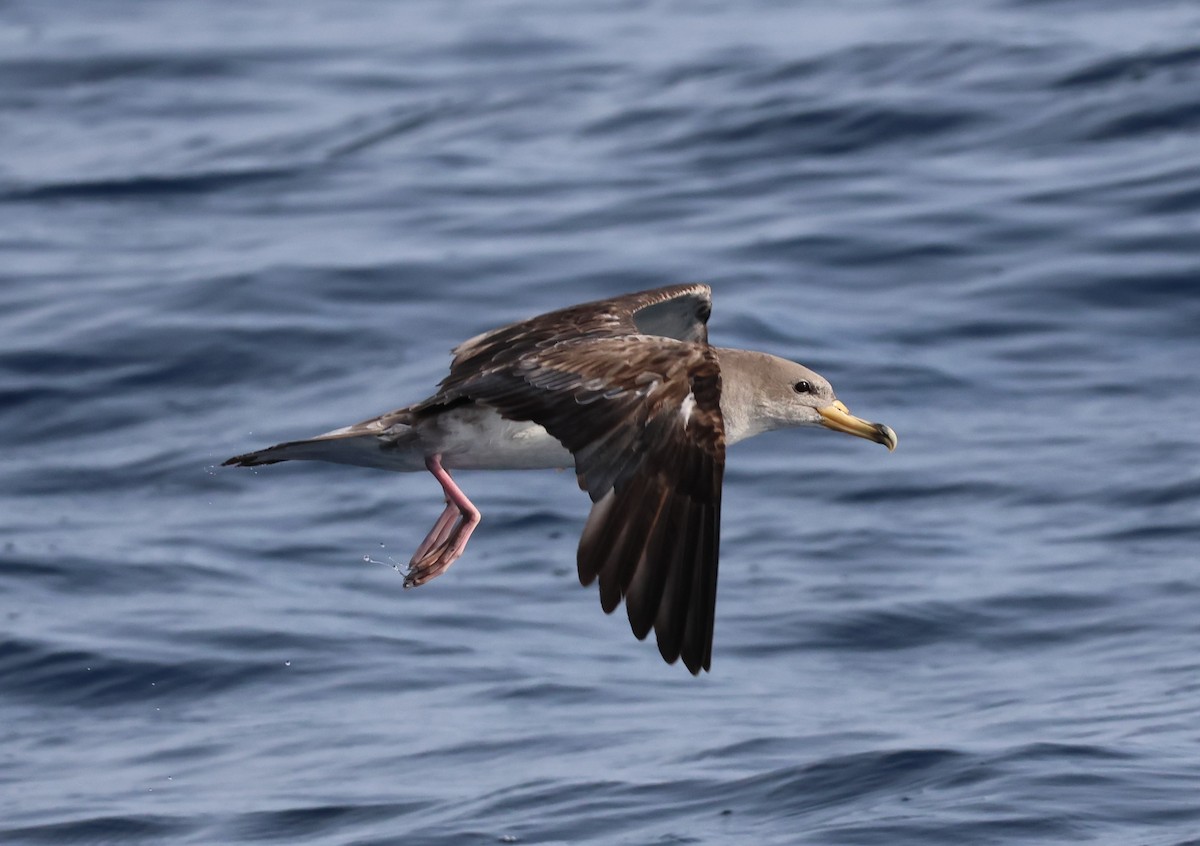 Scopoli's Shearwater - ML645462604