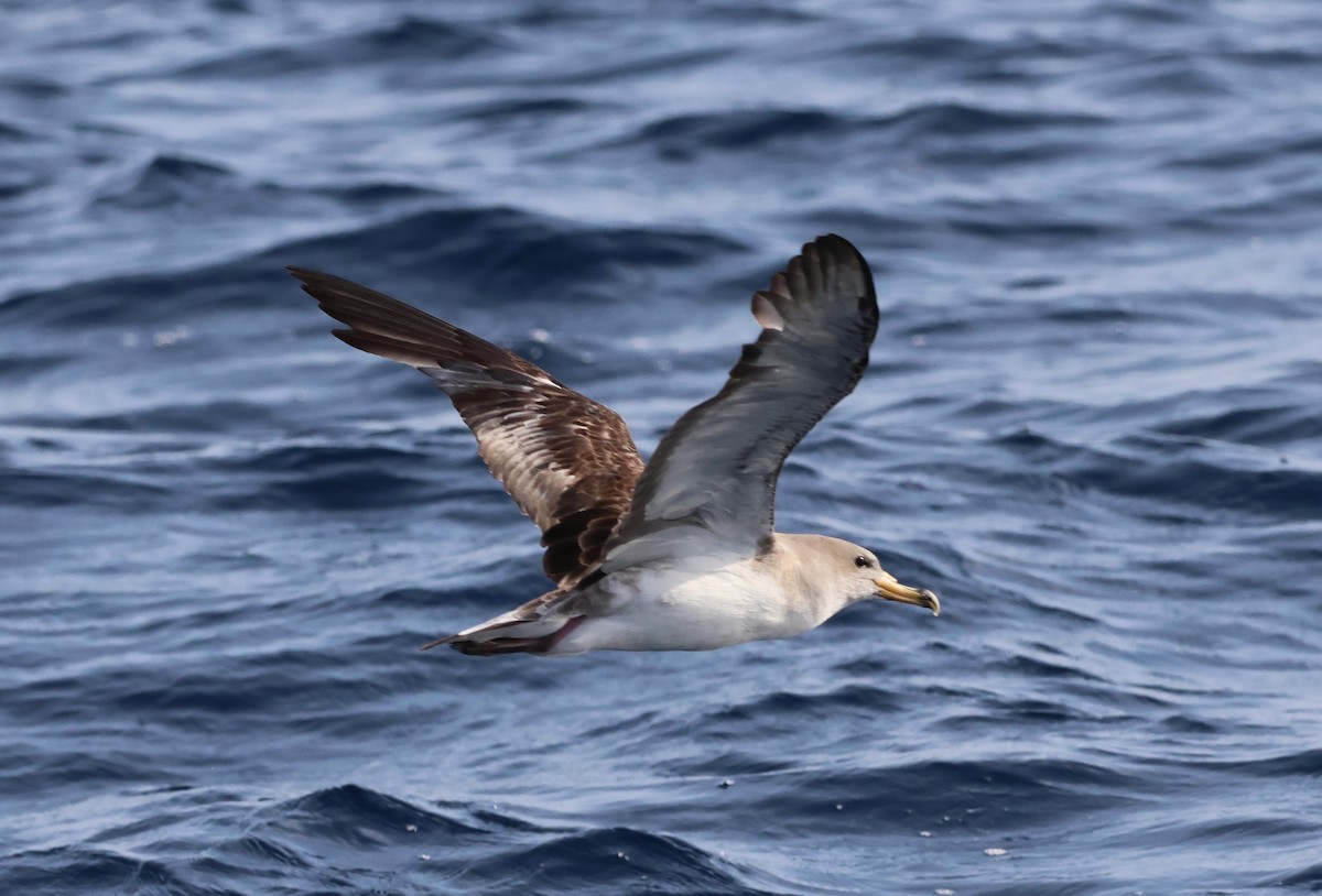 Scopoli's Shearwater - ML645462605