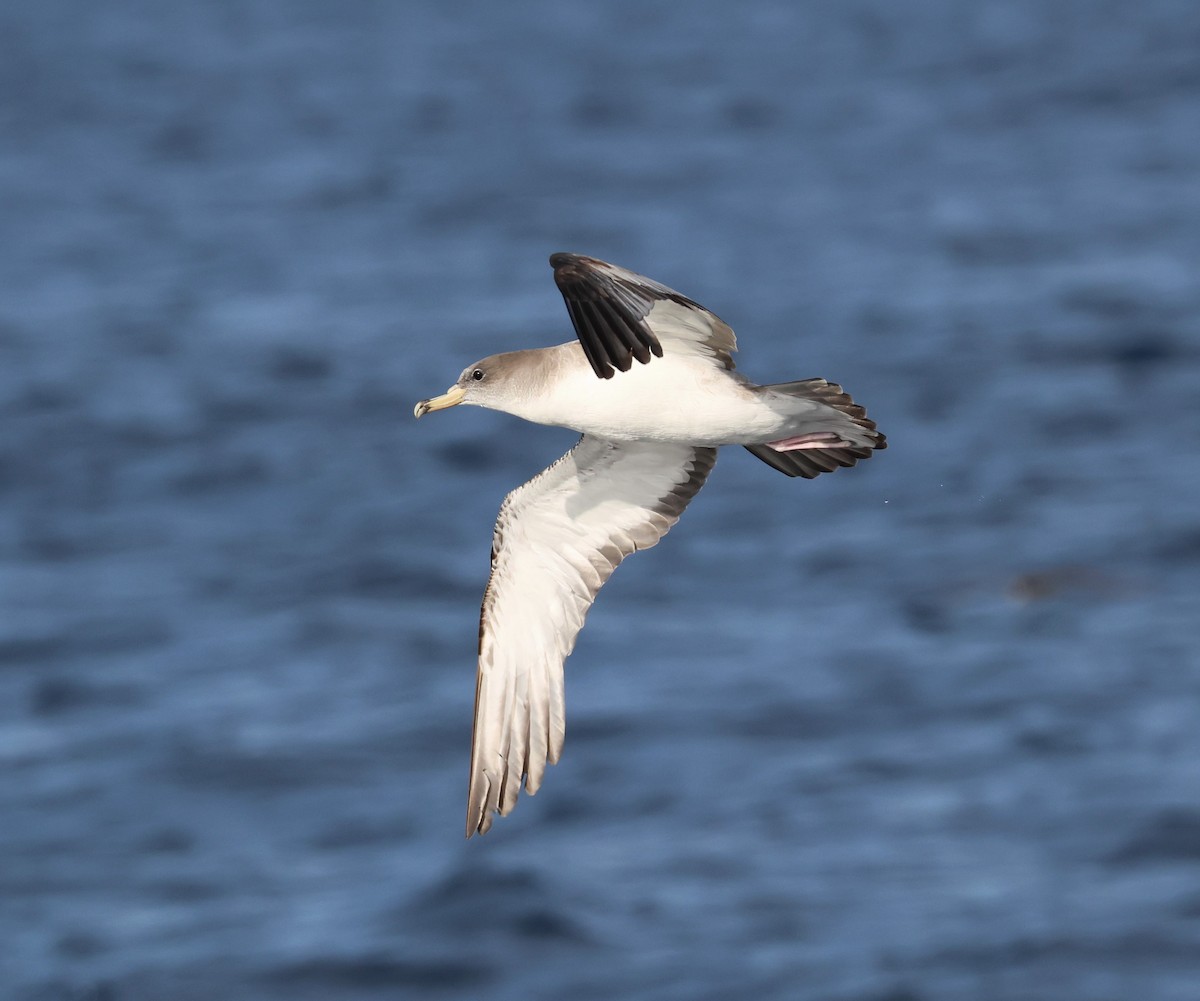 Scopoli's Shearwater - ML645462606