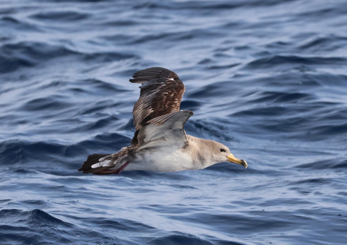 Scopoli's Shearwater - ML645462607