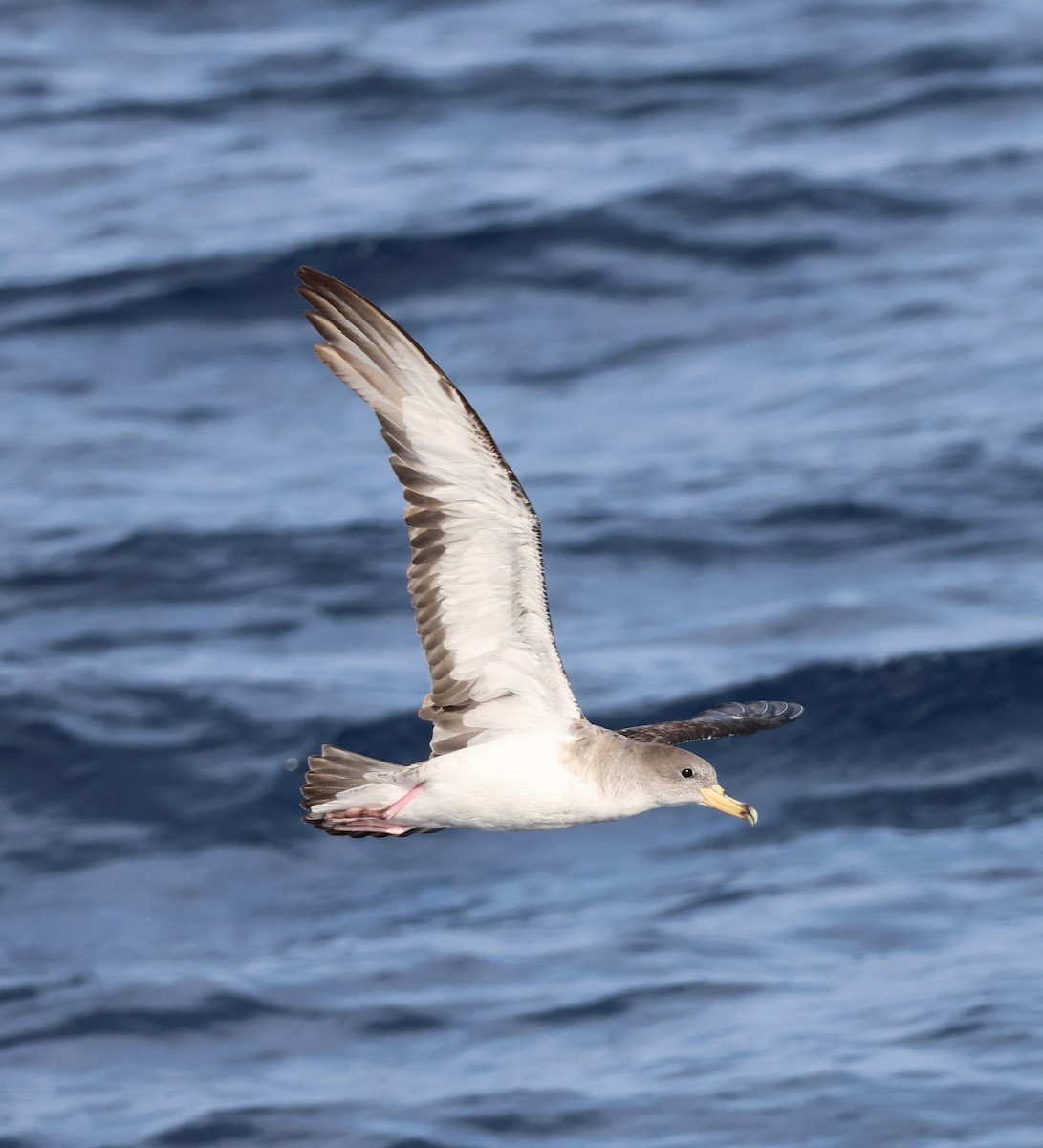 Scopoli's Shearwater - ML645462608