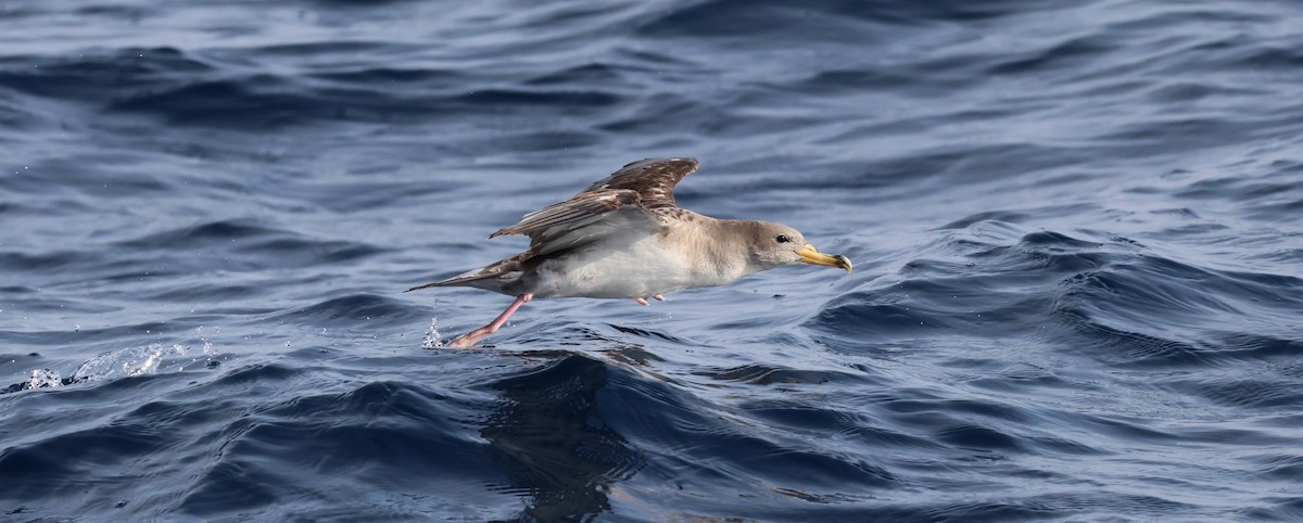 Scopoli's Shearwater - ML645462609