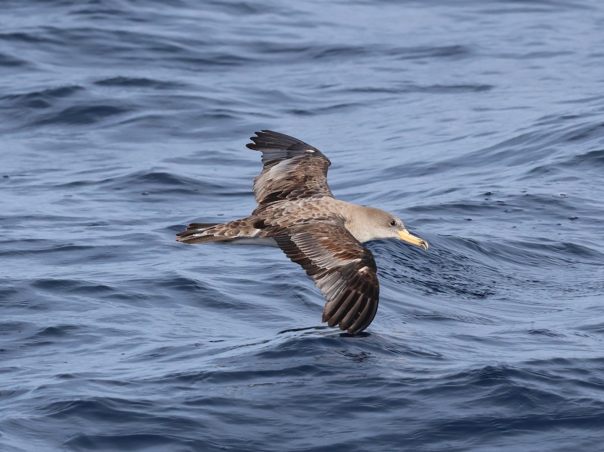 Scopoli's Shearwater - ML645462610