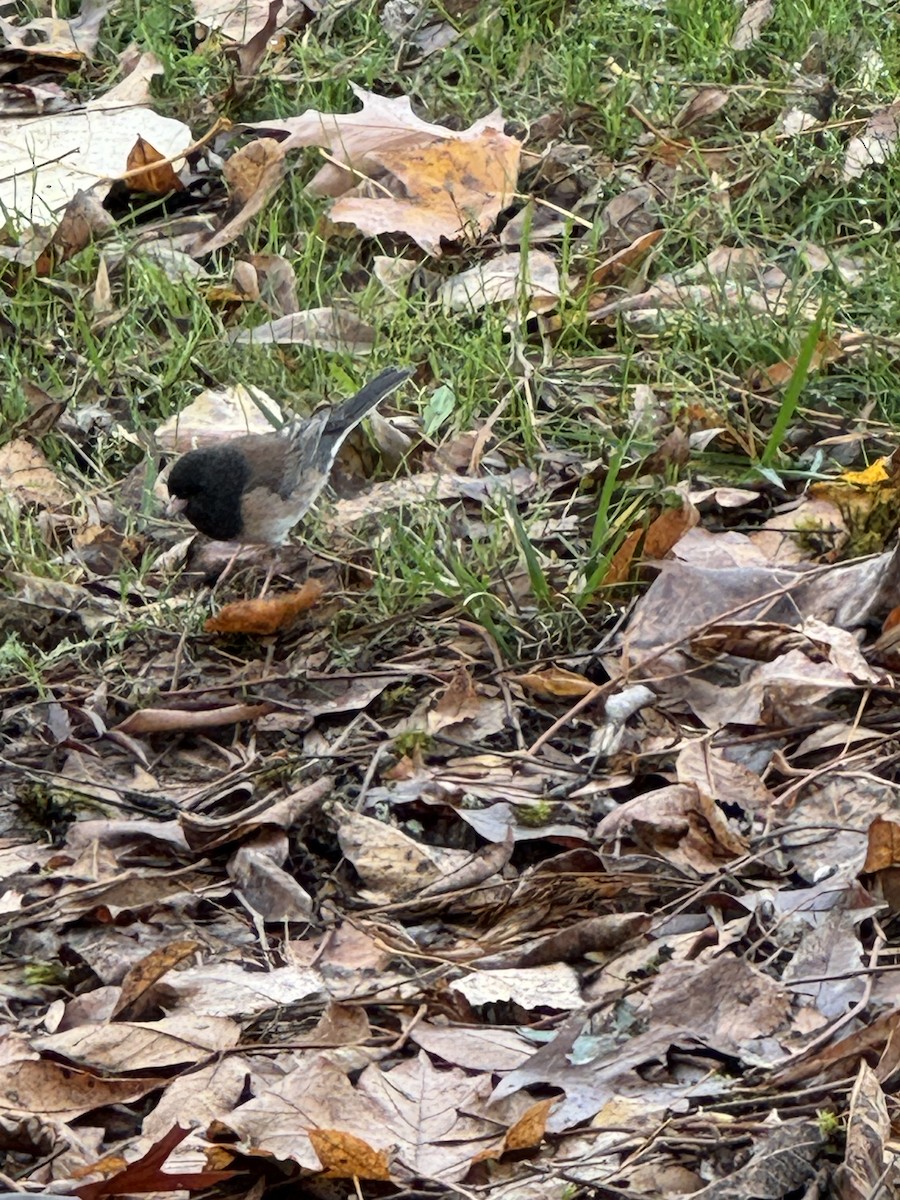 Dark-eyed Junco (Oregon) - ML645462616