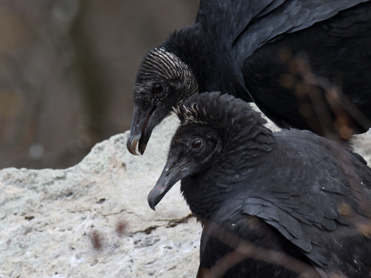 Black Vulture - ML645462617