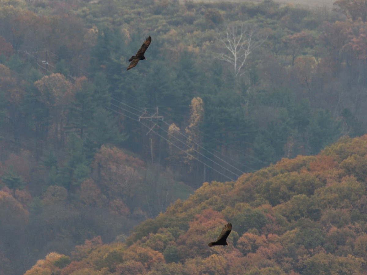 Turkey Vulture - ML645462618