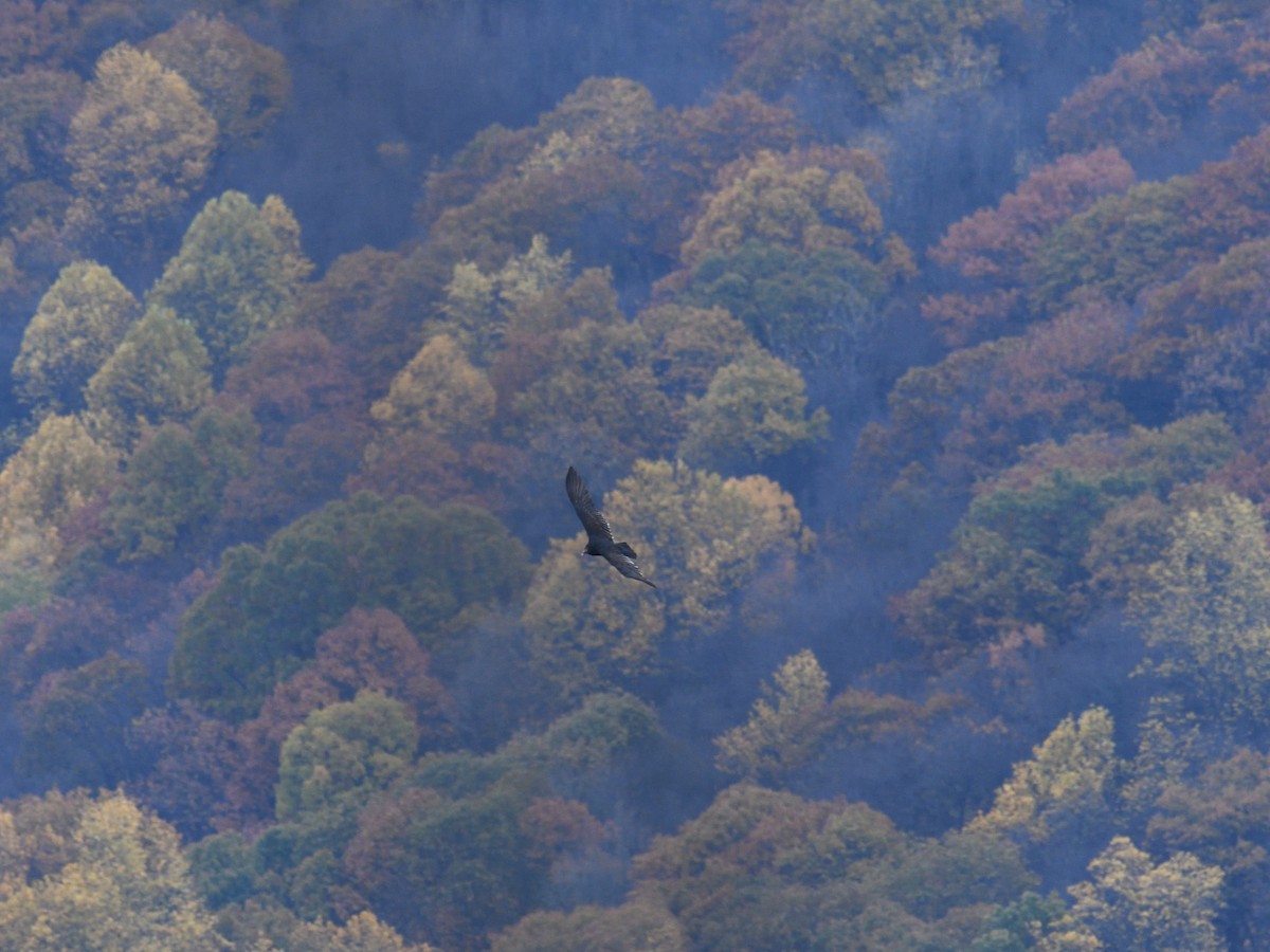Turkey Vulture - ML645462619