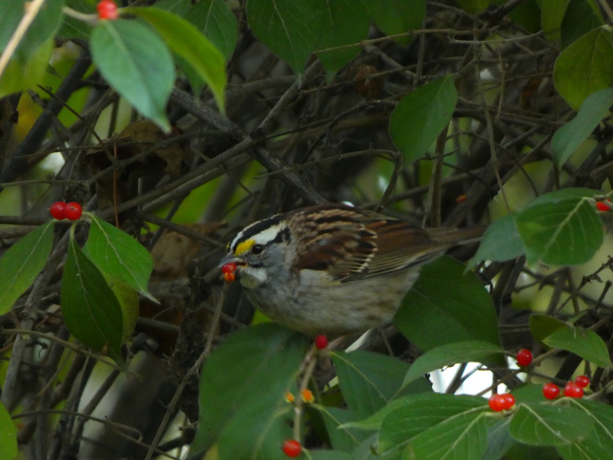 White-throated Sparrow - ML645462626