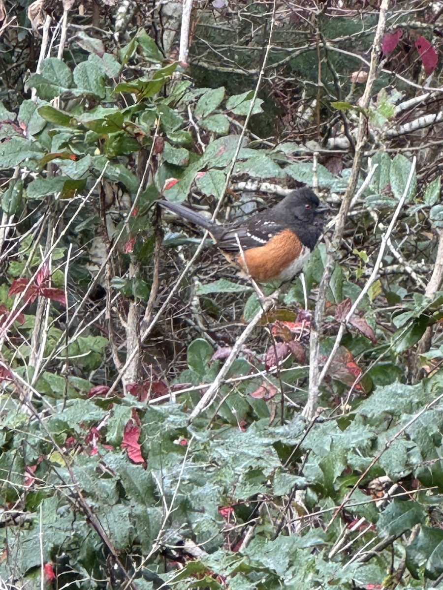 Spotted Towhee - ML645462628