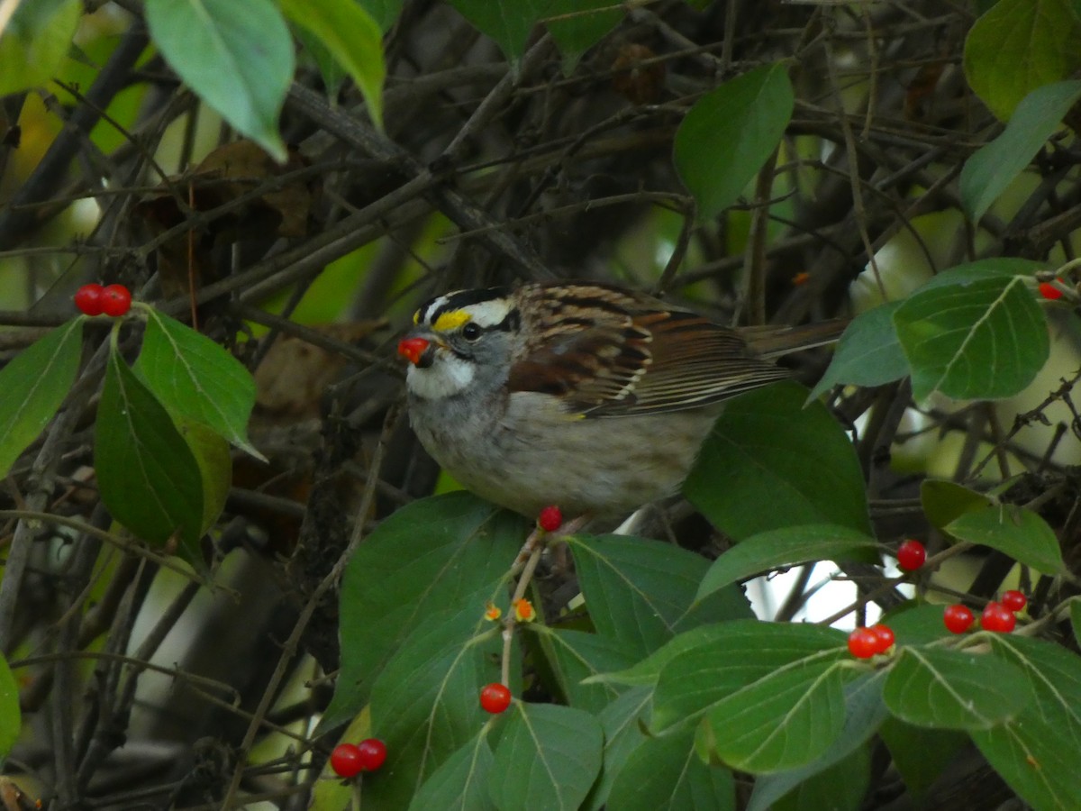 White-throated Sparrow - ML645462630