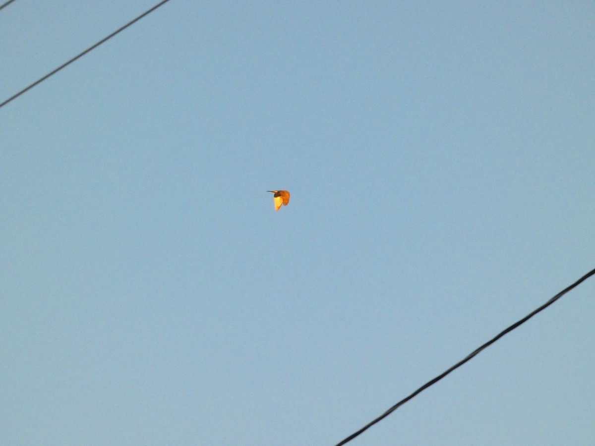 Peregrine Falcon - ML645462648