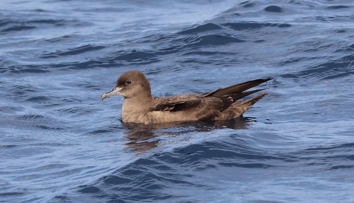 Sooty Shearwater - ML645462650